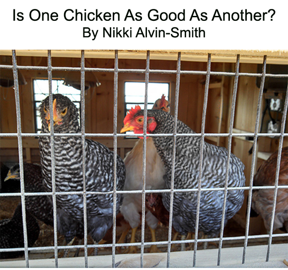 Is One Chicken As Good As Another?
By Nikki Alvin-Smith Is One Chicken As Good As Another?
By Nikki Alvin-Smith