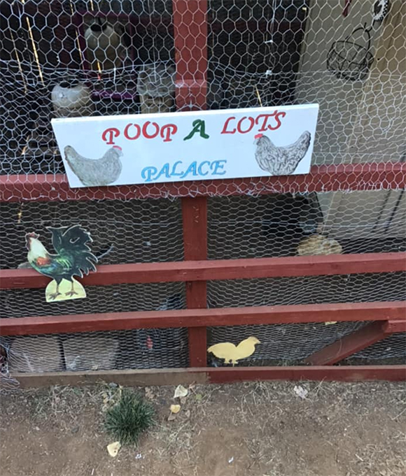 Is One Chicken As Good As Another? The Poop A Lot Palace