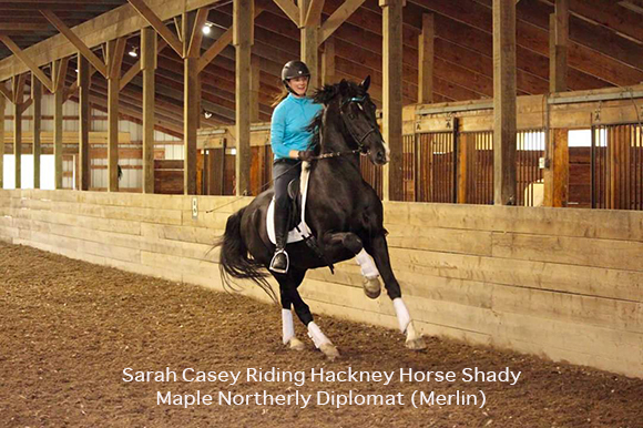Saving The Hackney Horse ~ One High Step At A Time Sarah Casey Riding Hackney Horse Shady Maple Northerly Diplomat (Merlin)