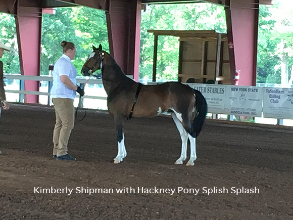 Saving The Hackney Horse ~ One High Step At A Time Kimberly Shipman with Hackney Pony Splish Splash