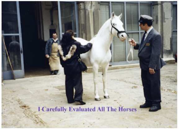 The Spanish Riding School Of Vienna – In The News For All The Wrong Reasons