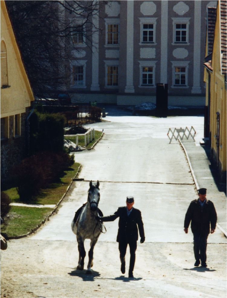 The Spanish Riding School Of Vienna – In The News For All The Wrong Reasons