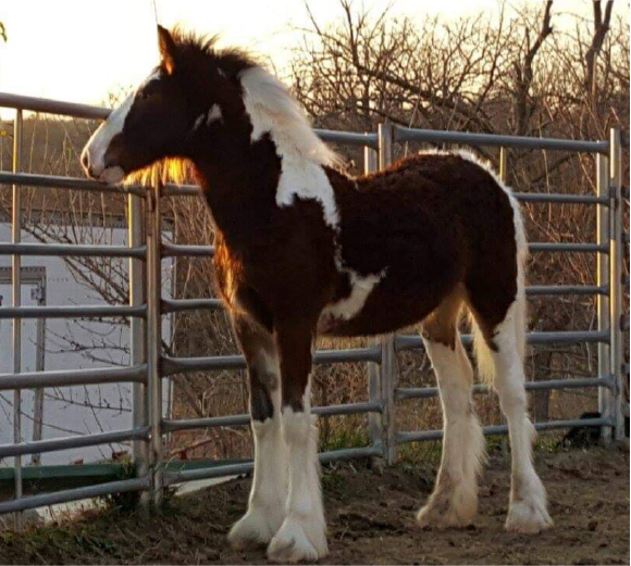 The Wonderful Gypsy Horse Copper as a Foal