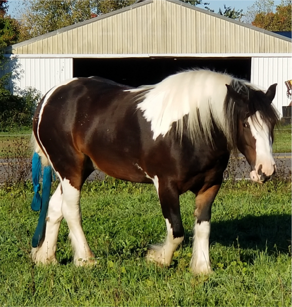 The Wonderful Gypsy Horse Copper Grown Up