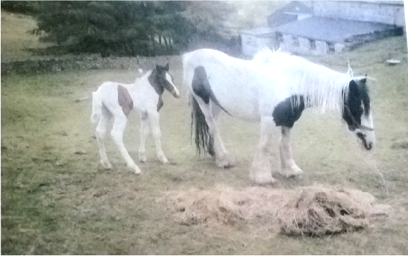 The Wonderful Gypsy Horse The very first Gypsy horse I ever saw