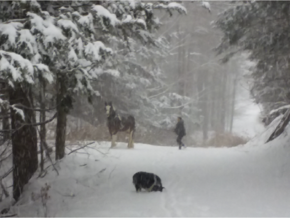 The Wonderful Gypsy Horse Working in the Woods