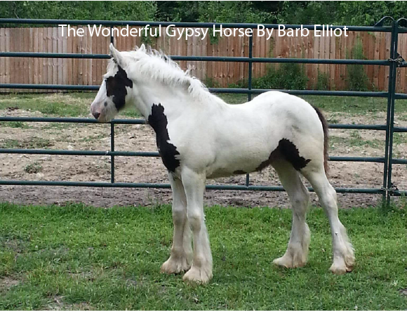 The Wonderful Gypsy Horse
By Barb Elliot The Wonderful Gypsy Horse
By Barb Elliot