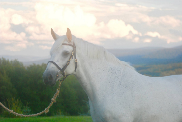 When to Start Your Homebred Horse Tigger